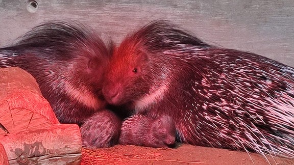 Vier Stachelschweine, davon zwei ganz kleine, kuscheln unter einer Rotlichlampe