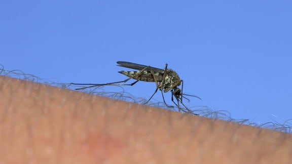 Makroaufnahme eine Mücke auf einem Arm