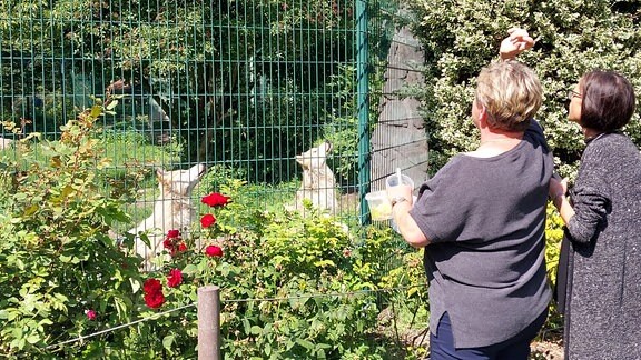 Eine Mitarbeiterin des Tiergartens Stendal wirft Futter in ein Gehege, in dem zwei Wölfe stehen