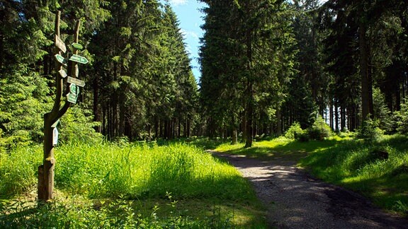 Ein Wanderweg im Wald