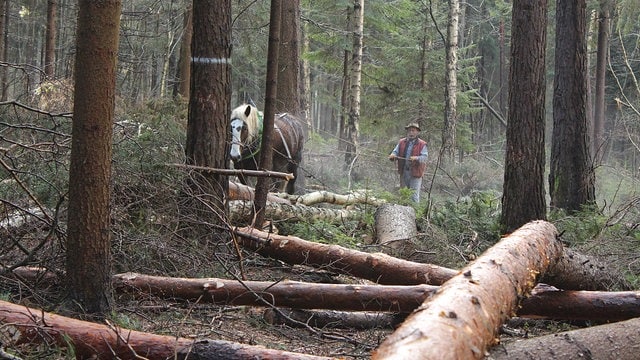 Ein Rückepferd und ein Waldarbeiter arbeiten zwischen gefällten Bäumen in einem Nadelwald.