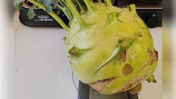 Kohlrabi