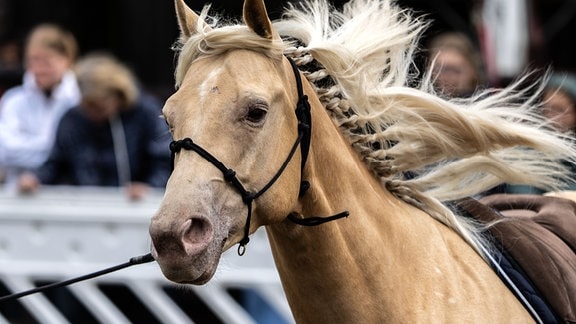 Pferdemarkt zum Start der Cranger Kirmes in Herne