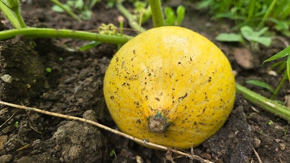 Ein gelber Kürbis hängt an einer grünen Pflanze