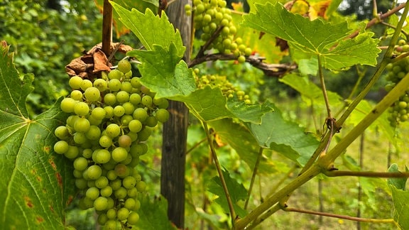 Grüne Weinreben an einer Wein-Pflanze