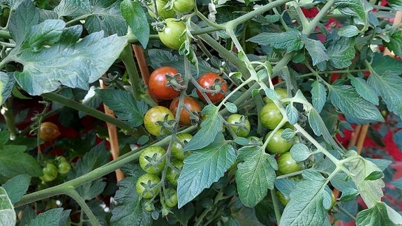 Tomaten