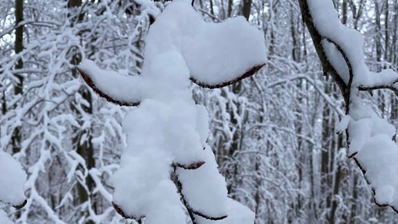 Schneebild des Mühlhäuser Stadtwald von Birgit