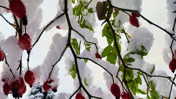 Oh wie schön die Hagebutten im Schneekleid aussehen. Vielen Dank an Sandra Dietrich aus Ammern für das Foto :)
