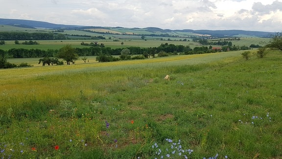 Blick ins Frankenhäuser Tal