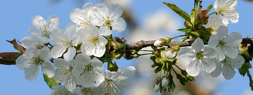 Gartengeschichten Kirschzweige Am Barbaratag Ein Alter Brauch