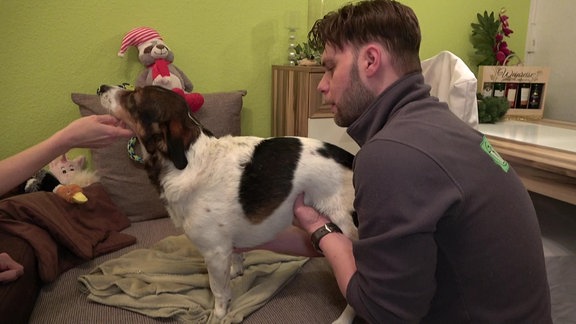 Ein Mann untersucht einen Hund im Wohnzimmer