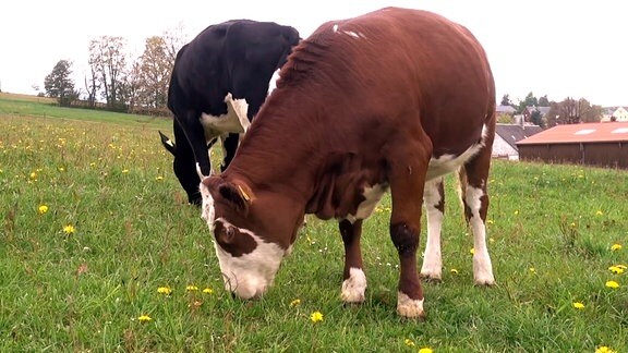 Kuh Peperoni auf der Weide