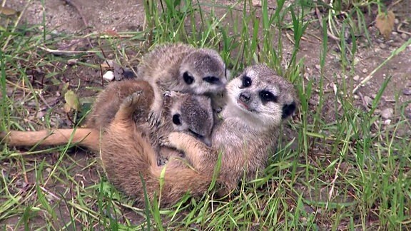 Kuscheln mit Muttern im Freien - Erdmännchen-Babys im Zoo Hoyerswerda