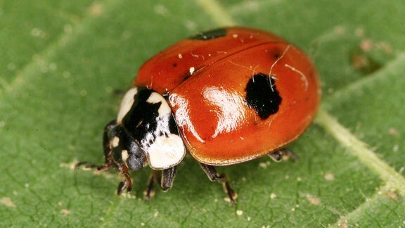 Eine Marienkäfer