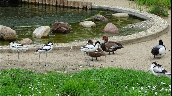 Teich im Tierpark Dessau