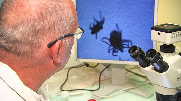 Ein Forscher mit einem Mikroskop beobachtet Zecken auf einem Bildschirm