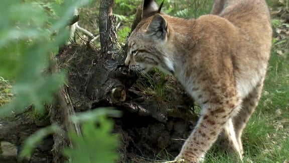 Luchs im Wald