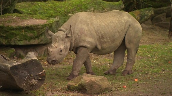 Spitzmaulnashorn im Zoo Magdeburg