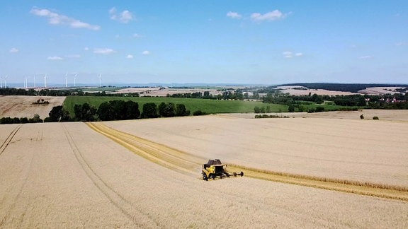 Mähdrescher auf dem Feld