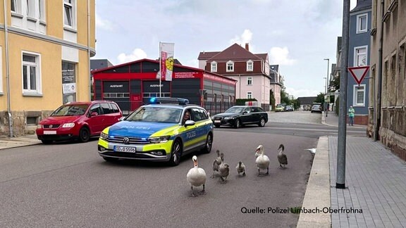 Schwäne vor Polizeiauto