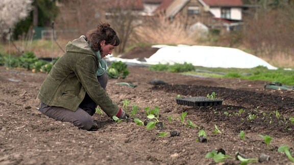Eine Frau pflanzt Setzlinge in eine Ackerfurche.