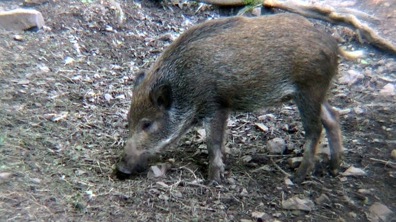 Wildschwein