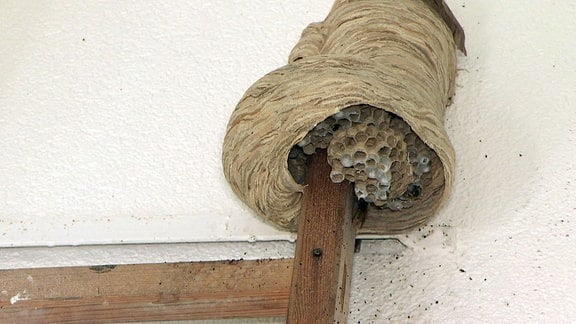 Hornissennest im Treppenhaus eines Mehrfamilienhauses.