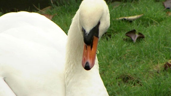 Ein Schwan 