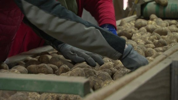 Hände in Arbeitshandschuhen sortieren Kartoffeln auf einem Förderband