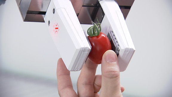 Tomate in Robotergreifer
