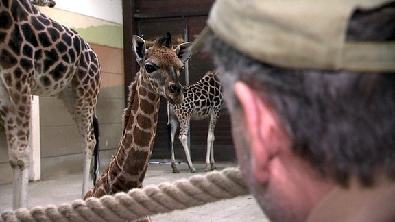 Baby-Giraffenjunge im Stall