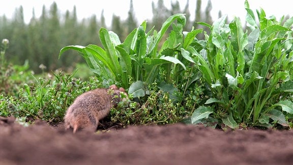 Ein Hamster in der Natur