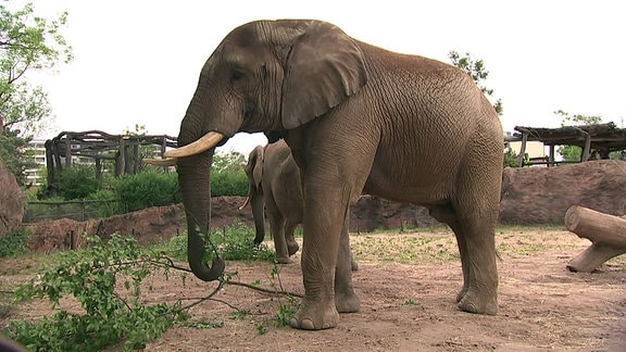 Zwei Elefanten im Gehege des Zoos Magdeburg