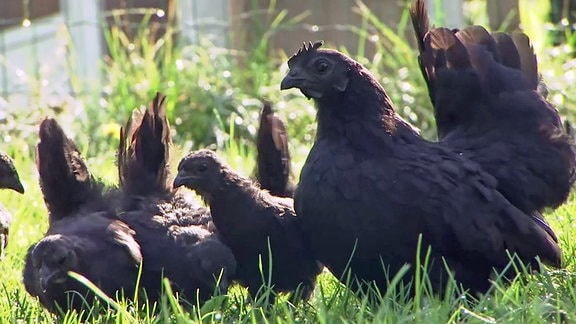 Japanische Gartenhühner beim schneckenpicken