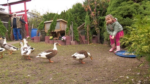 Ein Kind füttert Enten