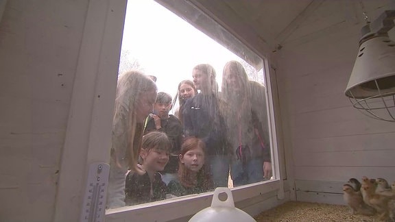 Kinder schauen durch eine Scheibe in einen mobilen Stall mit Kücken
