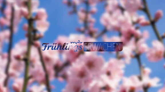 Schriftzug MDR Frühlingserwachen auf blauem Himmel mit Frühlingsblüten