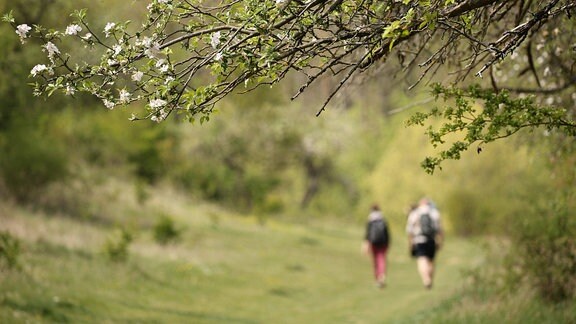 Wandern im Frühling im Tiefthal, Orphalgrund