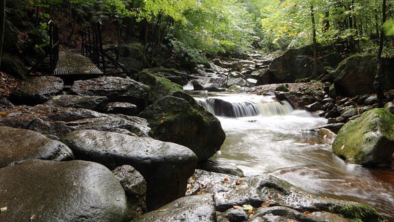 Zu sehen ist ein kleiner Fluss mit großen Steinen am Ufer, er fließt durch einen Wald 