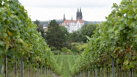 Weinreben stehen auf einem Weinberg vor der Albrechtsburg und Dom.
