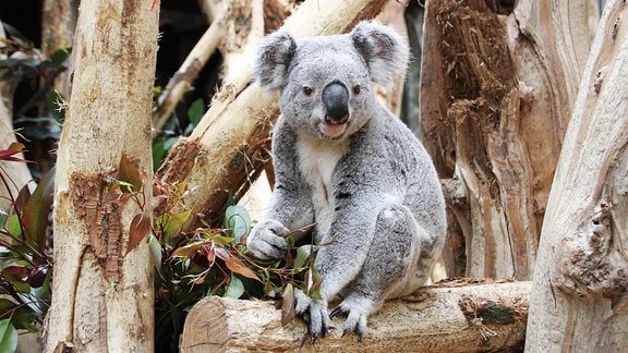Zoo Leipzig: Ausgezeichnet: Das Koala-Haus mit Oobi-Ooobi