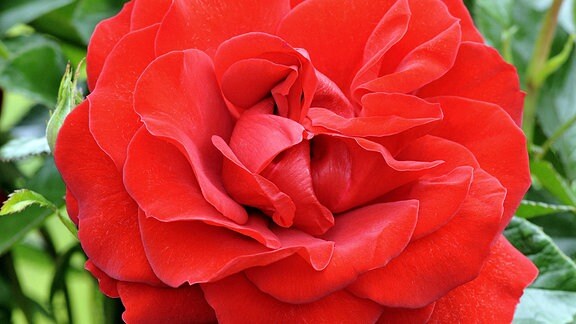 Blüte der roten Beetrose «Jugendliebe»