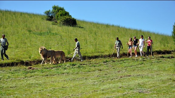 zwei Löwen, zwei Ranger, drei Mädchen und eine Frau gehen auf einer grünen Wiese spazieren