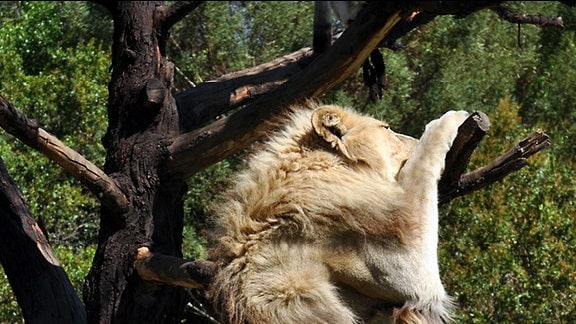 Löwe steht auf seinen Hinterbeinen und knabbert an einem Baum