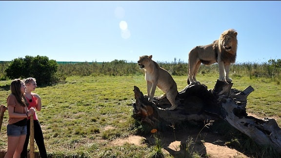 Mädchen beobachten Löwen auf einem umgestürzten Baumstamm