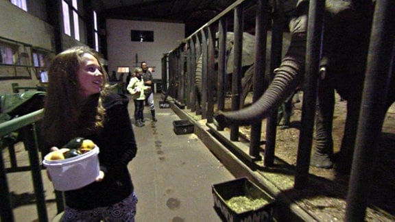Mädchen mit Schüssel voll Obst, Elefant hinter Gittern