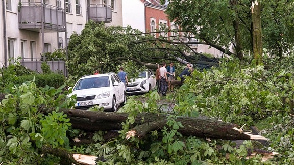 Unwetterschäden und entwurzelte Bäume auf einer Straße
