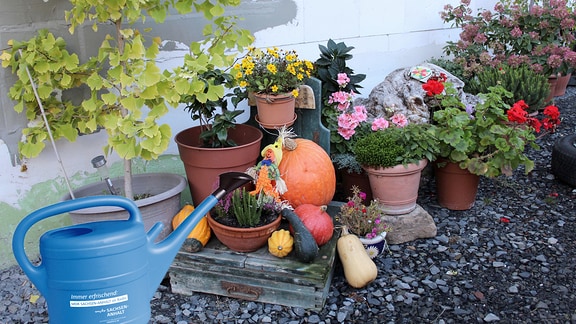 Ziegen, Hühner, Kaninchen und verschiedene Herbstdeko auf einem Bauernhof in Wiehe. EDMR Ein Dorf macht Radio.