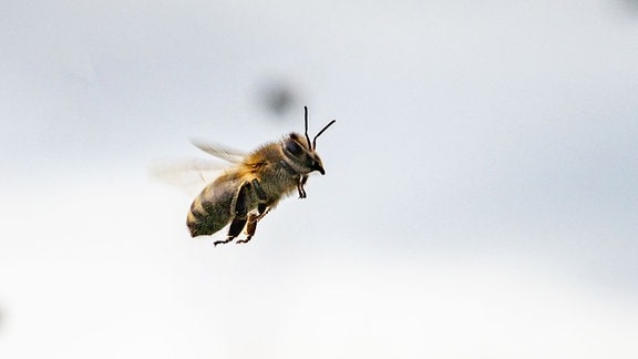 Eine Biene kehrt zu ihrem zurück