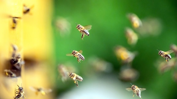 Bienen fliegen zu Bienenstöcken an einem Waldrand.